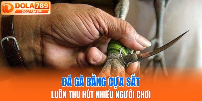 Đá gà bằng cựa sắt luôn thu hút nhiều người chơi