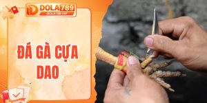 Đá gà cựa dao