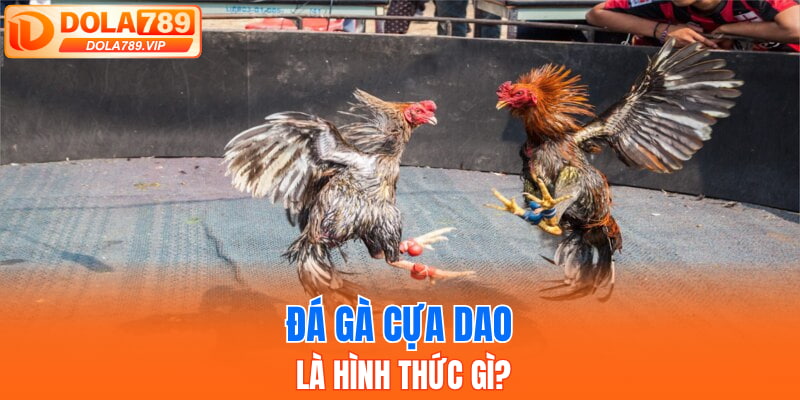 Đá gà cựa dao là hình thức gì?