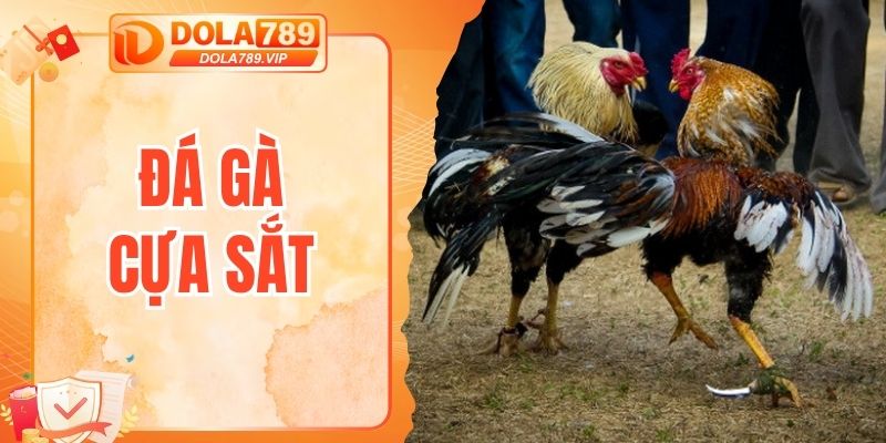 đá gà cựa sắt