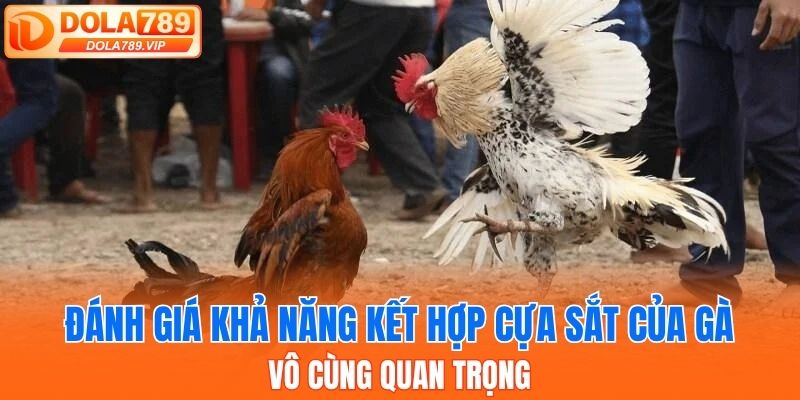 Đánh giá khả năng kết hợp cựa sắt của gà vô cùng quan trọng
