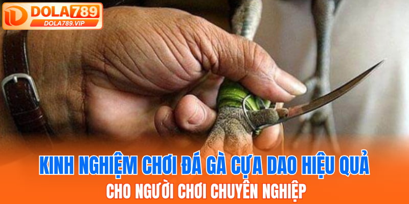 Kinh nghiệm chơi đá gà cựa dao hiệu quả cho người chơi chuyên nghiệp