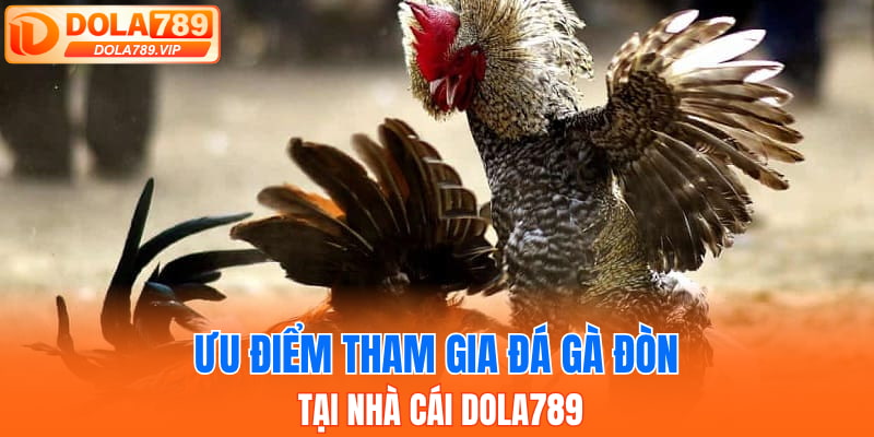 Ưu điểm tham gia đá gà đòn tại nhà cái DOLA789