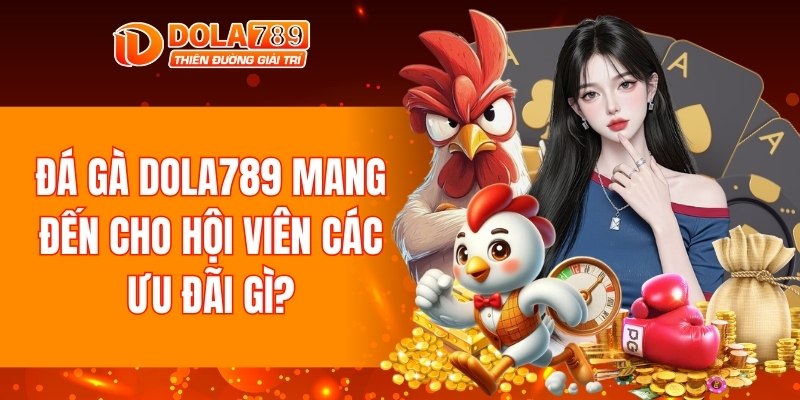 Đá gà DOLA789 mang đến cho hội viên các ưu đãi gì?